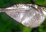Гастеропелекус стерникла (Клинобрюшка обыкновенная)