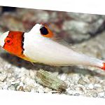 Рыба-попугай двухцветная