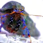 Голубоногий трехцветный рак-отшельник