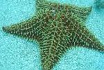 Звезда ореастер сетчатый (Морская звезда-подушка), зеленоватый