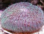 Фунгия (Коралл грибовидный), фиолетовый