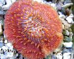 Фунгия (Коралл грибовидный), красный