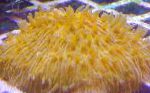 Фунгия (Коралл грибовидный), желтый