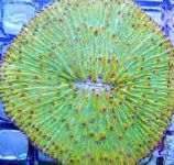 Фунгия (Коралл грибовидный), зеленоватый