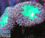 Бластомусса (Ананасовый коралл), фиолетовый