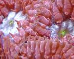 Бластомусса (Ананасовый коралл), красный