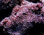 Коралл органчик, розовый
