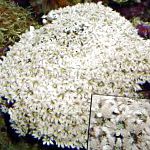 Коралл органчик, белый