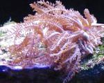 Антелия (Пульсирующий коралл), розовый