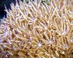 Антелия (Пульсирующий коралл), коричневый