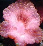Цинарина (Зубчатый коралл, Кошачий глаз), розовый