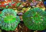 Цинарина (Зубчатый коралл, Кошачий глаз), зеленоватый