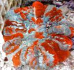 Цинарина (Зубчатый коралл, Кошачий глаз), пестрый