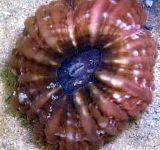 Цинарина (Зубчатый коралл, Кошачий глаз), коричневый