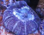 Цинарина (Зубчатый коралл, Кошачий глаз), фиолетовый