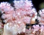Склеронефтия (Клубничные кораллы), розовый