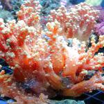 Склеронефтия (Клубничные кораллы), красный