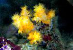 Склеронефтия (Клубничные кораллы), желтый
